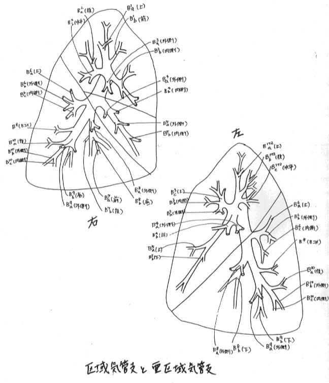 Manual Of Anatomical Dissection Chapter 5