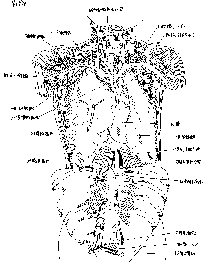 胸腔へ