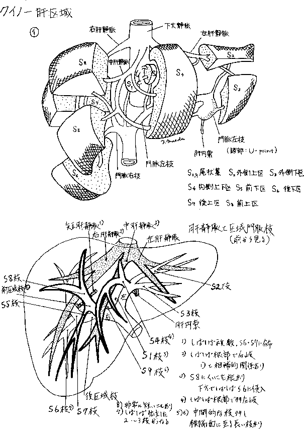 肝臓とその周囲