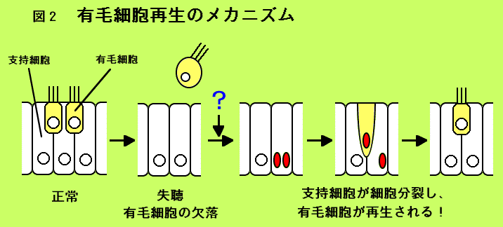 ޣͭӺ˦Υᥫ˥